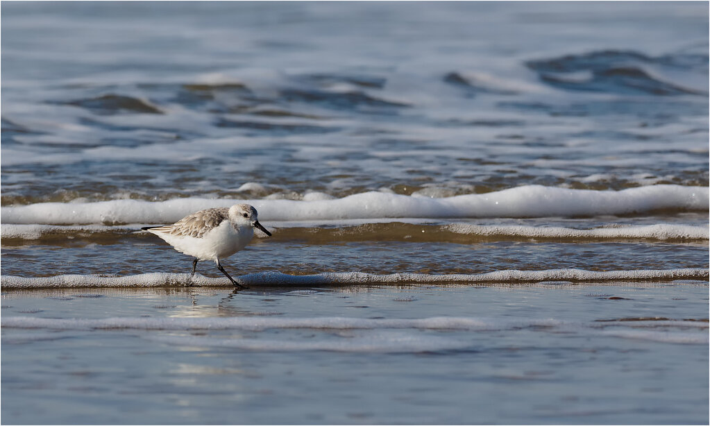 Sanderling-10.jpg