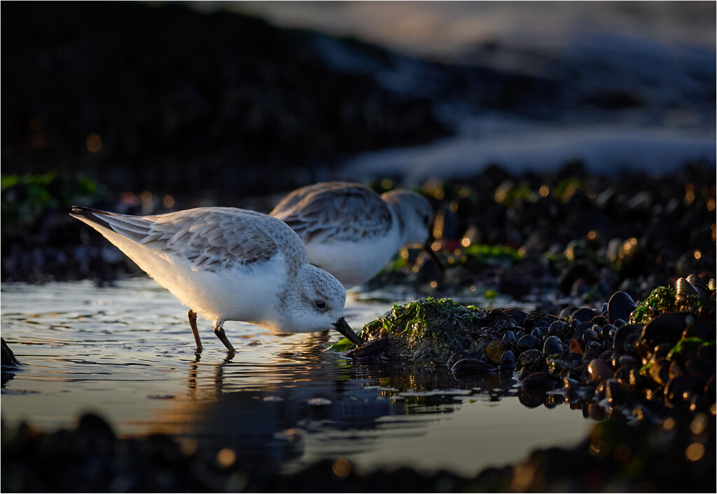 Sanderling-2017.jpg