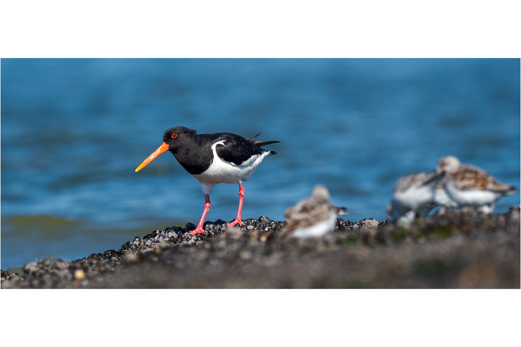 Austernfischer-Eurasian-oystercatcher-Olympus-E-M1MarkII-5056444-Bearbeitet.jpg