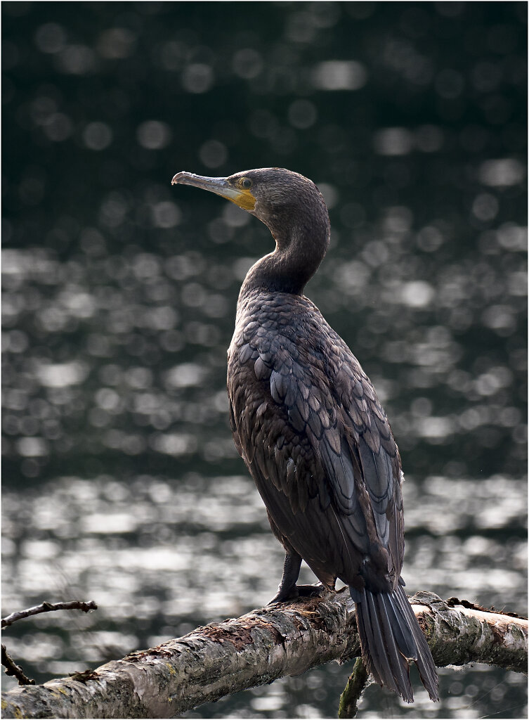 Kormoran-23.jpg