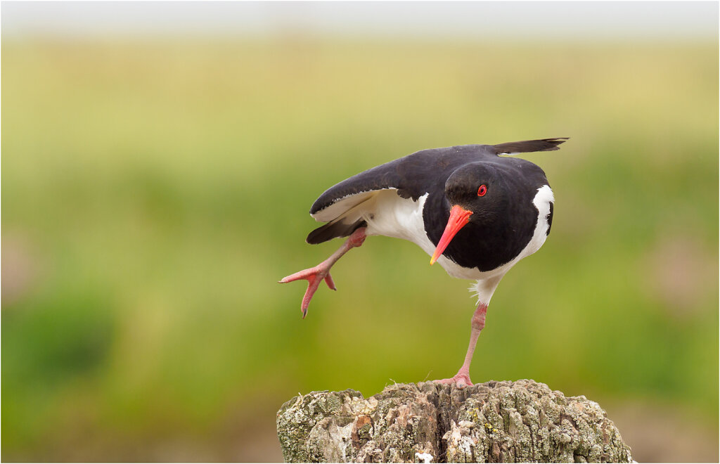 Austernfischer-Eurasian-oystercatcher-Olympus-E-M1MarkII-6160326-Bearbeitet.jpg