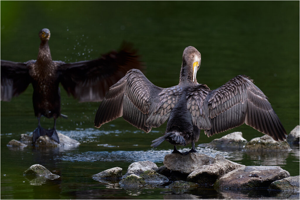 Kormoran-29.jpg