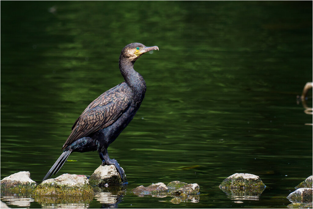 Kormoran-28.jpg