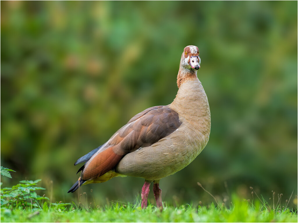 Nilgans.jpg