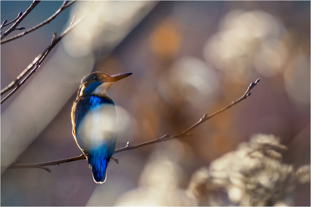 Eisvogel-Kingfisher-Olympus-E-M1MarkII-B181146-Bearbeitet-Bearbeitet.jpg