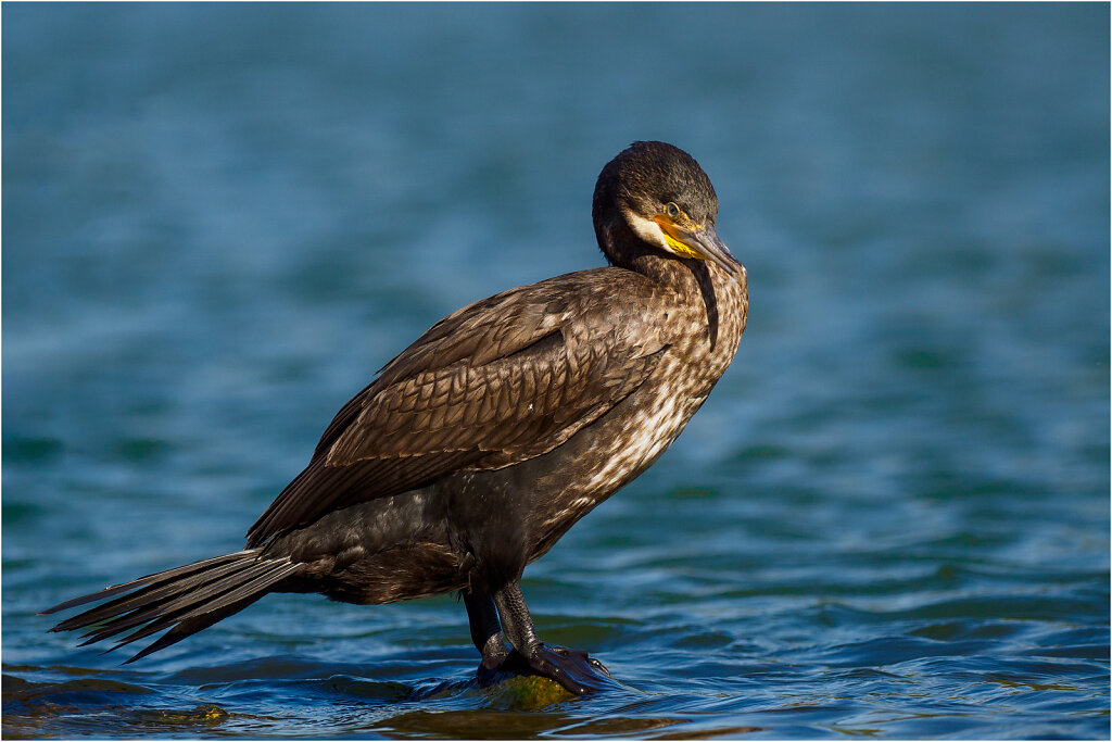 Kormoran-9023575-Bearbeitet-Bearbeitet.jpg