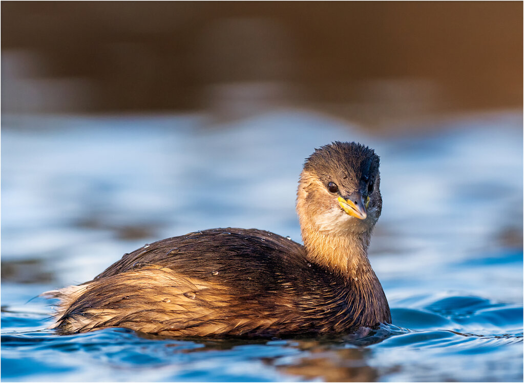 Zwergtaucher-Tachybaptus-ruficollis-Little-grebe-Olympus-E-M1MarkII-2037368-79-80.jpg