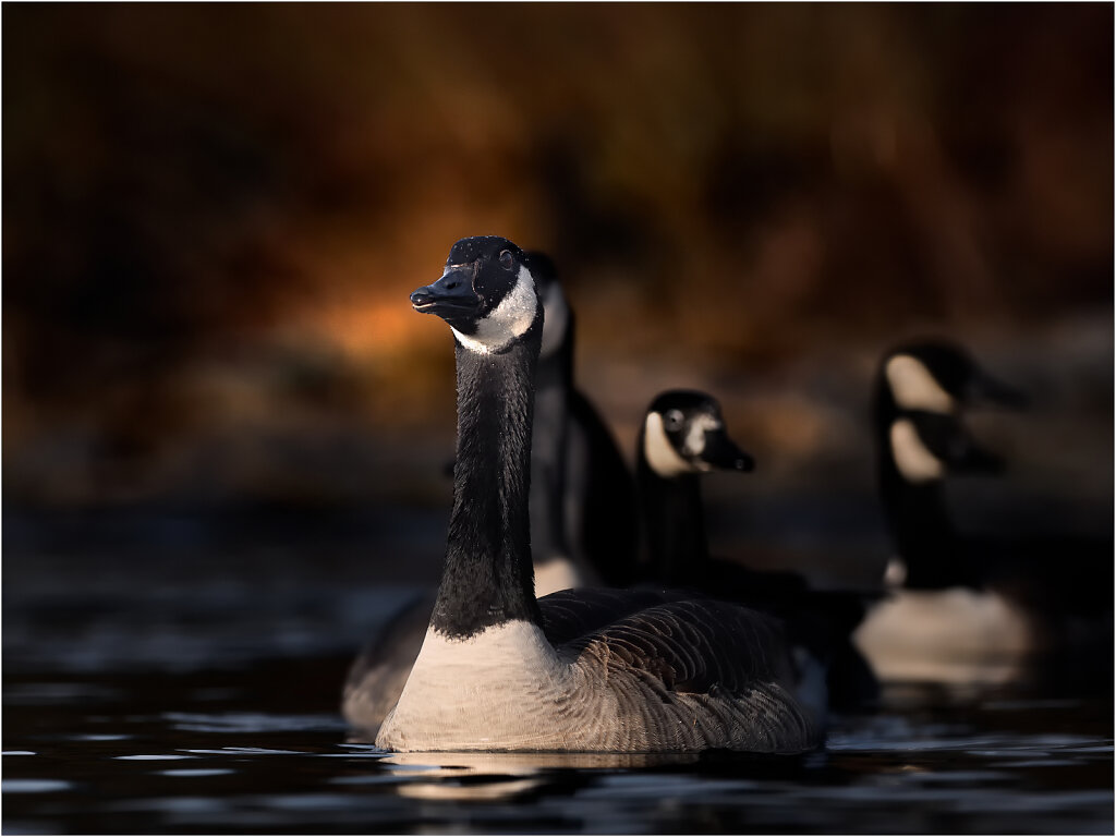 Kanadagans-Branta-canadensis-Canada-goose-Olympus-E-M1MarkII-2036596-92-94-95-99.jpg