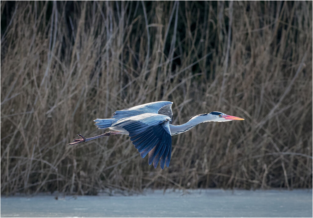 Graureiher-Ardea-cinerea-grey-heron-Olympus-E-M1MarkII-2247883-DxO-Bearbeitet.jpg