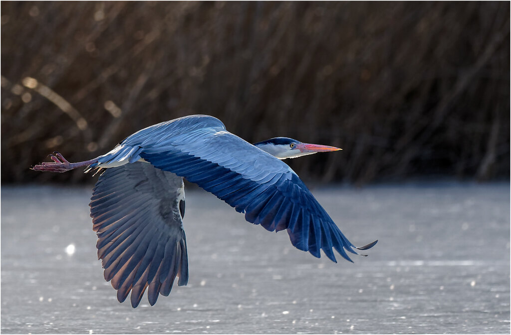 Graureiher-Ardea-cinerea-grey-heron-Olympus-E-M1MarkII-2247625-DxO-Bearbeitet.jpg